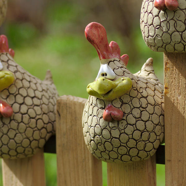 Kantenhühner 35 Euro